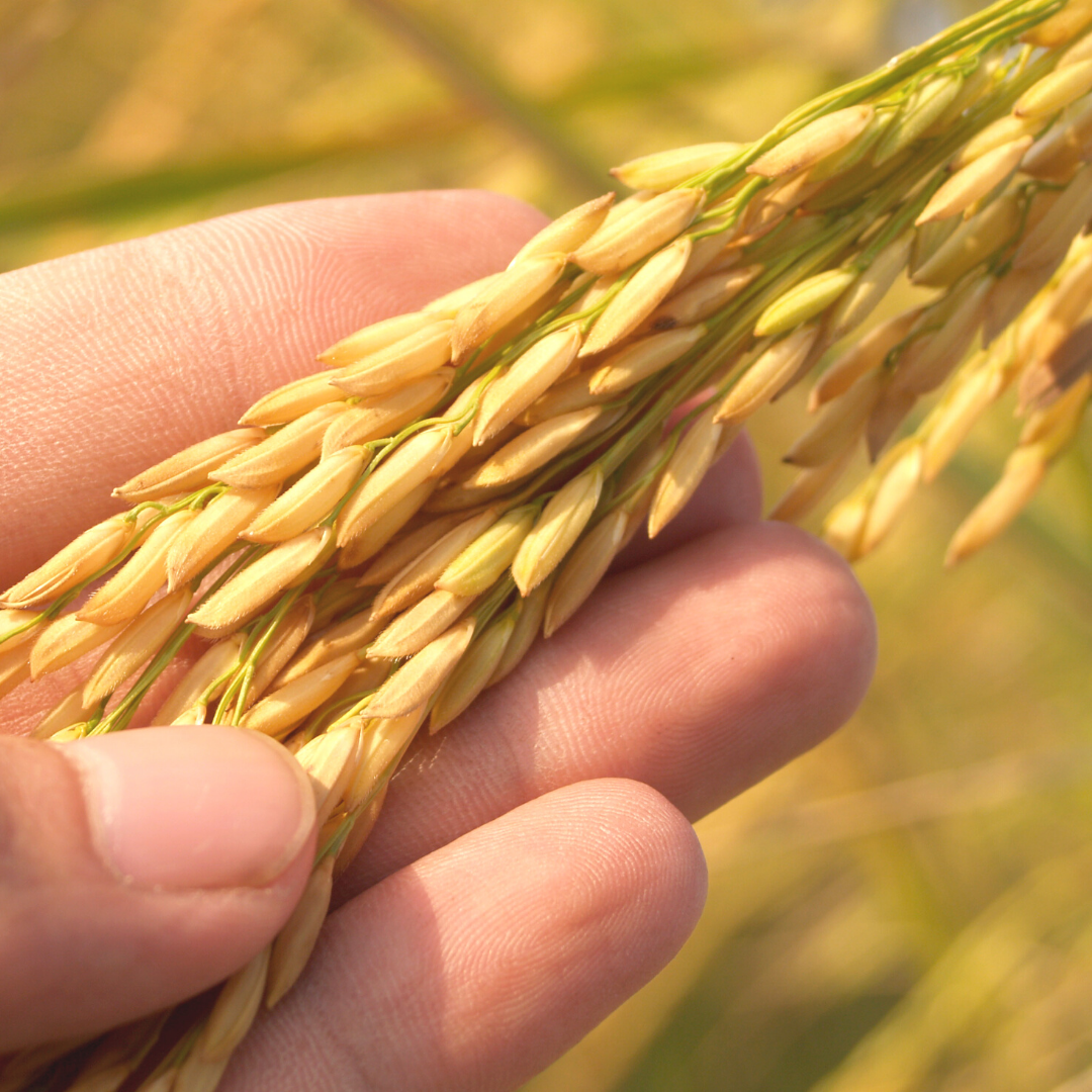 Mit Reishülsen-Flüssigrauch gegen Parodontitis